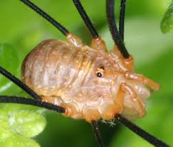 Attēlu rezultāti vaicājumam “Opiliones”