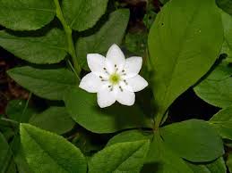 Attēlu rezultāti vaicājumam “Trientalis europaea bud”