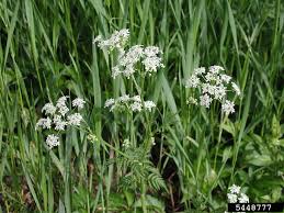 Attēlu rezultāti vaicājumam “Anthriscus sylvestris”