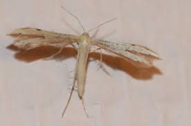 Attēlu rezultāti vaicājumam “Adaina microdactyla”