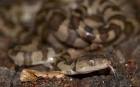 Mona island boa snake - via Daymix