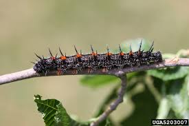 Attēlu rezultāti vaicājumam “Nymphalis antiopa”