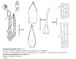 Attēlu rezultāti vaicājumam “Rhabdoweisia fugax sporophyte”