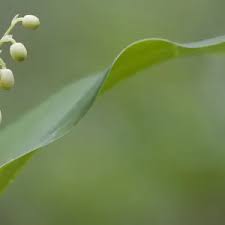 Attēlu rezultāti vaicājumam “Convallaria majalis bud”