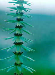 Attēlu rezultāti vaicājumam “Hippuridaceae”