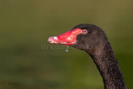 Attēlu rezultāti vaicājumam “Cygnus atratus”