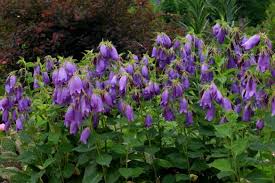 Image result for Campanula strigosa