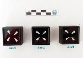 Attēlu rezultāti vaicājumam “Laccognathus panderi”