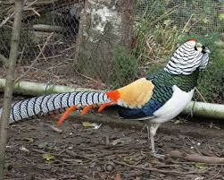 Image result for Chrysolophus amherstiae