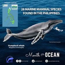 Image result for Megaptera novaeangliae