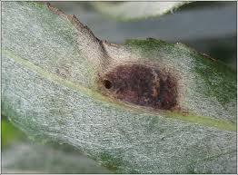 Attēlu rezultāti vaicājumam “Pontania proxima”