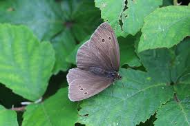 Attēlu rezultāti vaicājumam “Aphantopus hyperantus”