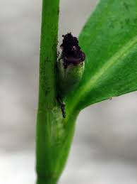 Attēlu rezultāti vaicājumam “Sphacelotheca hydropiperis”