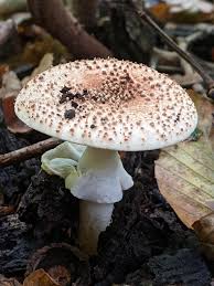 Attēlu rezultāti vaicājumam “Lepiota aspera”