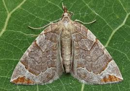 Attēlu rezultāti vaicājumam “Eulithis pyropata”