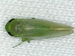 Attēlu rezultāti vaicājumam “Cicadellidae”