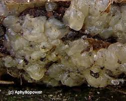 Attēlu rezultāti vaicājumam “Exidia cartilaginea”