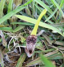 Attēlu rezultāti vaicājumam “Trichia erecta”