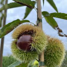 Attēlu rezultāti vaicājumam “Castanea sativa”