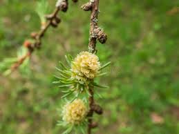 Attēlu rezultāti vaicājumam “Larix kaempferi female flower”