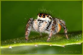 Attēlu rezultāti vaicājumam “Xanthogramma sp.”