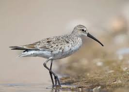 Attēlu rezultāti vaicājumam “Calidris ferruginea”