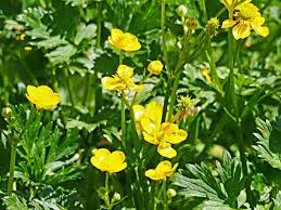 Attēlu rezultāti vaicājumam “Ranunculus lanuginosus flower”