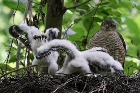 Attēlu rezultāti vaicājumam “Accipiter nisus female”