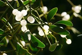 Attēlu rezultāti vaicājumam “Viscum album”