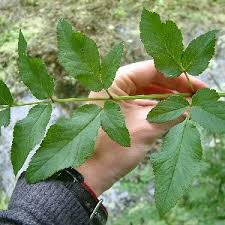 Image result for Angelica silvestris