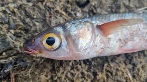 Image result for Chelon richardsonii