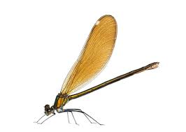 Attēlu rezultāti vaicājumam “Calopteryx virgo female”
