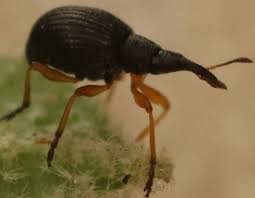 Attēlu rezultāti vaicājumam “Protapion sp.”