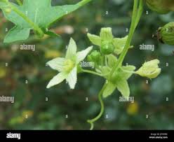 Attēlu rezultāti vaicājumam “Bryonia alba bud”