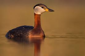 Attēlu rezultāti vaicājumam “Podiceps grisegena adult”