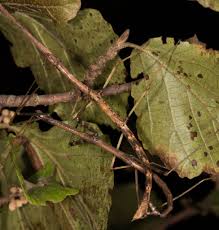 Attēlu rezultāti vaicājumam “Comatricha fragilis stalked”