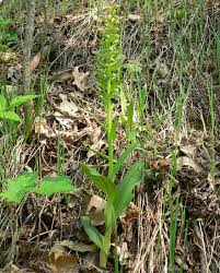 Attēlu rezultāti vaicājumam “Coeloglossum viride leaf”