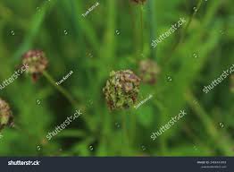 Attēlu rezultāti vaicājumam “Poterium sanguisorba flower”