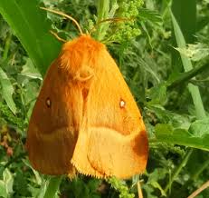 Attēlu rezultāti vaicājumam “Lasiocampa quercus”