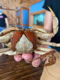 Image result for Cancer borealis