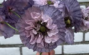 Attēlu rezultāti vaicājumam “Papaver rhoeas flower”