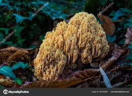 Attēlu rezultāti vaicājumam “Ramaria formosa”