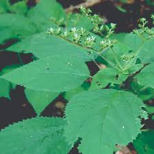 Attēlu rezultāti vaicājumam “Urtica dioica leaf”