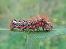 Attēlu rezultāti vaicājumam “Acronicta rumicis”