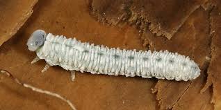 Attēlu rezultāti vaicājumam “Eriocampa ovata larva”