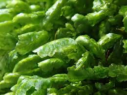 Attēlu rezultāti vaicājumam “Homalia trichomanoides sporophyte”