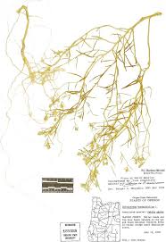 Attēlu rezultāti vaicājumam “Corispermum hyssopifolium fruit”