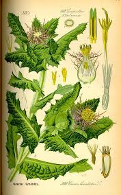 Image result for Cnicus benedictus