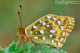 Attēlu rezultāti vaicājumam “Argynnis aglaja underside”