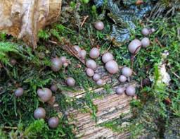 Attēlu rezultāti vaicājumam “Lycogala ustulatum macro”